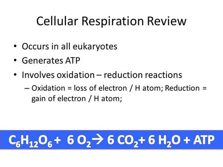 Cellular Respiration Review