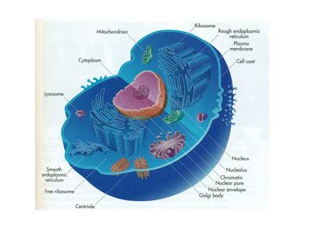 Mitochondria Somatic tissue Bone Bone production.