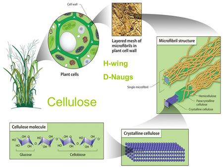 Cellulose D-Naugs H-Ew-ing June 11, 2010 Cellulose H-wing D-Naugs.