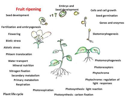 Skotomorphogenesis Seed germination Genes and enzymes Embryo and Seed development Plant life cycle Photomorphogenesis Photoreceptors Phytochrome Cells.