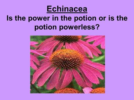 Echinacea Is the power in the potion or is the potion powerless?