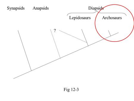 Synapsids Anapsids Diapsids ? Lepidosaurs Archosaurs Fig 12-3.