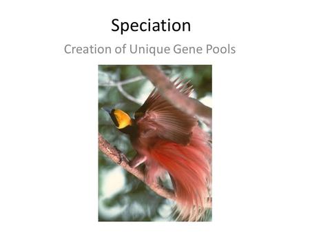 Speciation Creation of Unique Gene Pools. I. Introduction A. Microevolution vs. macroevolution – 1. microevolution a. Definition b. Example c. Importance.