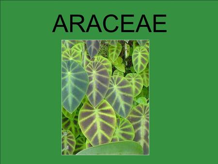 ARACEAE.