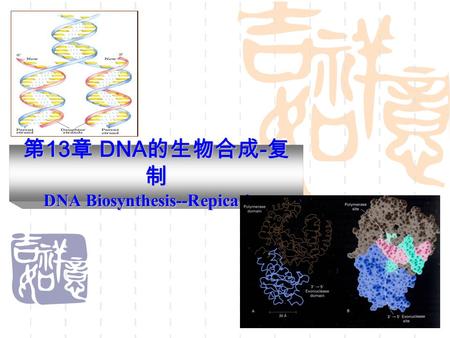 第 13 章 DNA 的生物合成 - 复 制 DNA Biosynthesis--Repication.