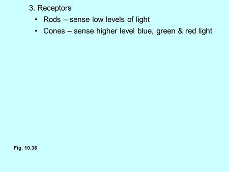 3. Receptors Rods – sense low levels of light Cones – sense higher level blue, green & red light Fig. 10.36.