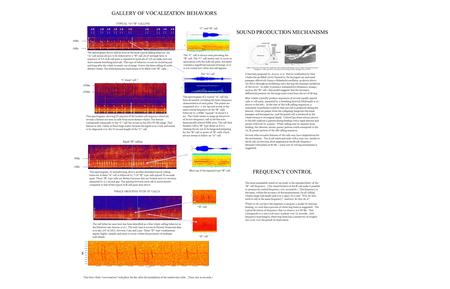 GALLERY OF VOCALIZATION BEHAVIORS 90Hz 16Hz RAPID “B” CALLING TYPICAL “A”-”B” CALLING “B” CALLING, THIRD HARMONIC ONLY CCC ABABABABABABABABABABABABABAB.