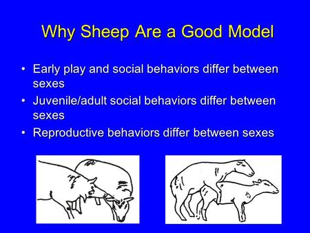 Why Sheep Are a Good Model Early play and social behaviors differ between sexesEarly play and social behaviors differ between sexes Juvenile/adult social.