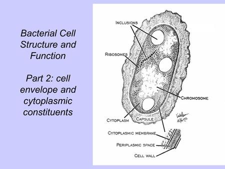 Cell Walls Cell wall is a structure that completely surrounds the cell protoplast. (Almost) all bacteria have a cell wall.