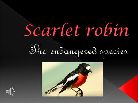  The Scarlet Robin lives singularly or in pairs in open, dry forests and woodlands. During winter, it will visit more open habitats such as farmland.