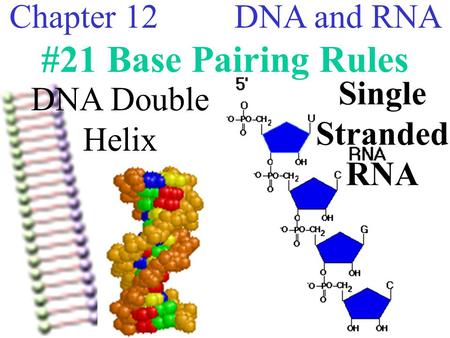 Chapter 12 DNA and RNA #21 Base Pairing Rules DNA Double Helix Single Stranded RNA.