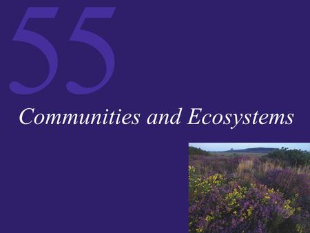 55 Communities and Ecosystems. 55 Introduction Communities: Loose Assemblages of Species Process and Pattern in Communities and Ecosystems Disturbance.