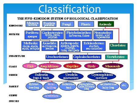 Classification.