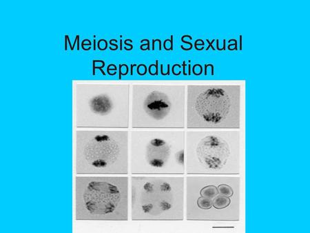 Meiosis and Sexual Reproduction