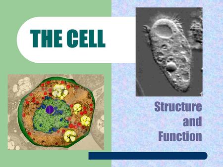 Structure and Function