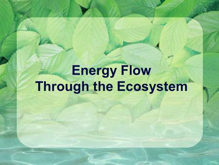 Energy Flow Through the Ecosystem