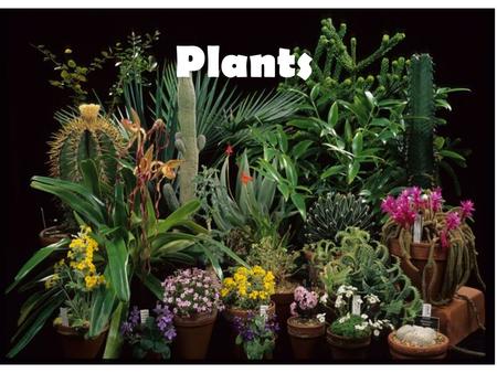 Plants.