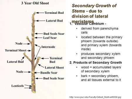 Secondary Growth of Stems - due to division of lateral meristems