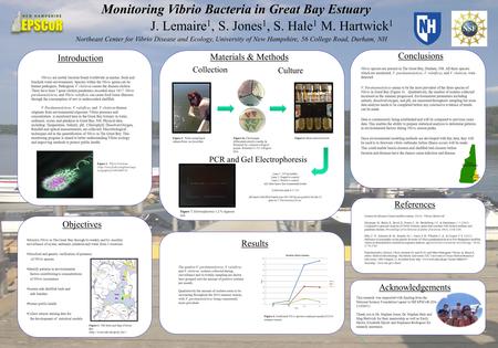 Vibrio species are present in The Great Bay, Durham, NH. All three species which are monitored, V. parahaemolyticus, V. vulnificus, and V. cholerae, were.