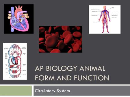 AP Biology Animal Form and function