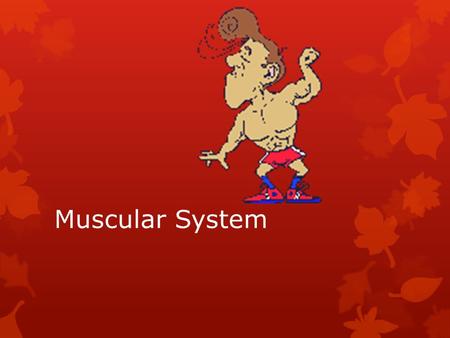 Muscular System.