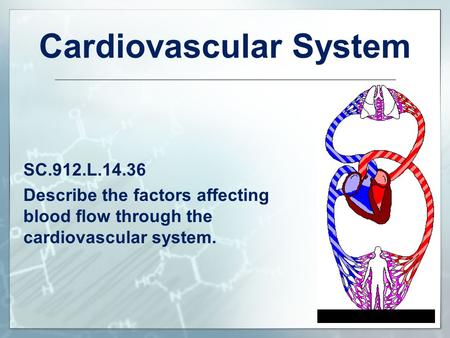 Cardiovascular System