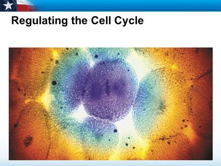 Regulating the Cell Cycle