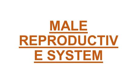 MALE REPRODUCTIVE SYSTEM