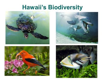 Hawaii’s Biodiversity. ENDEMIC Occurring exclusively in a given geographic area, having originated in that area through natural means. Hawaiian Cleaner.