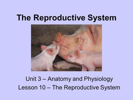 The Reproductive System