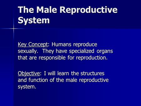 The Male Reproductive System