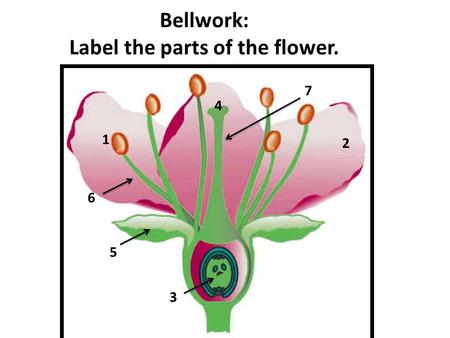 Bellwork: Label the parts of the flower.