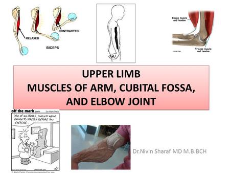 Upper limb Muscles of Arm, cubital fossa, and elbow joint