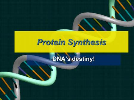 Protein Synthesis DNA’s destiny! Protein Review Long chains (POLYPEPTIDES) formed by 20 different amino acidsLong chains (POLYPEPTIDES) formed by 20.