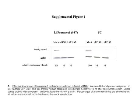 Supplemental Figure 1 actin MocksiRNA1siRNA2Mock Li Fraumeni (087)5C tankyrase1 100 