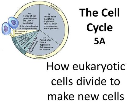 The Cell Cycle 5A How eukaryotic cells divide to make new cells.