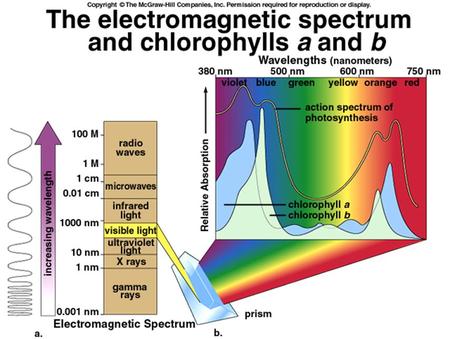 Photosynthesis Has Two Sets of Reactions Light-dependent reactions takes place in the thylakoids ; cannot take place unless light is present, traps energy.