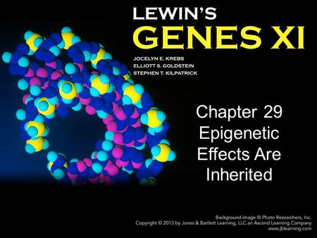 Chapter 29 Epigenetic Effects Are Inherited