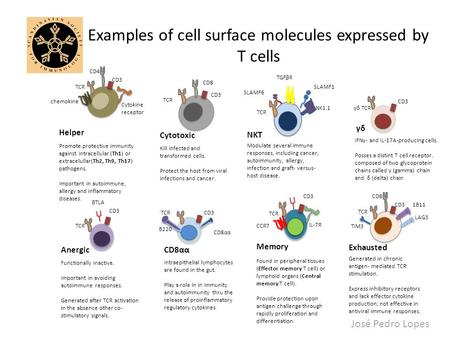 José Pedro Lopes Exhausted CD3 CD8 TCR TIM3 1B11 LAG3 Generated in chronic antigen- mediated TCR stimulation. Express inhibitory receptors and lack effector.