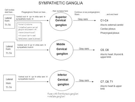 Superior Cervical ganglion Middle Cervical ganglion Inferior Cervical ganglion Gray rami C1-C4 Also to external carotid Cardiac plexus Pharyngeal plexus.