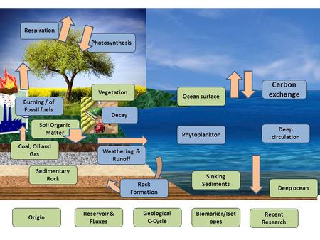 Carbon exchange Photosynthesis Respiration Decay Soil Organic Matter Vegetation Weathering & Runoff Rock Formation Sedimentary Rock Coal, Oil and Gas Phytoplankton.