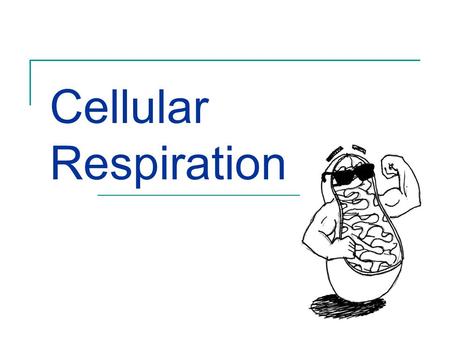 Cellular Respiration.