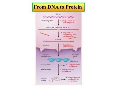 From DNA to Protein. Knowledge of Nucleic Acid Chemistry Is Essential to the Understanding of DNA Structure.