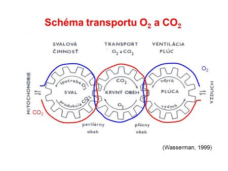 Schéma transportu O 2 a CO 2 O2O2 CO 2 (Wasserman, 1999)