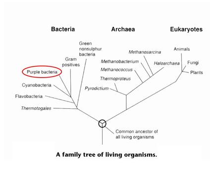 Bacteria Predominate 10,000+ “Species”, –Mycoplasma genetalium 200 nm – Thiomargarista namibiensis 750  m –soil, water, air, symbionts, –have adapted.