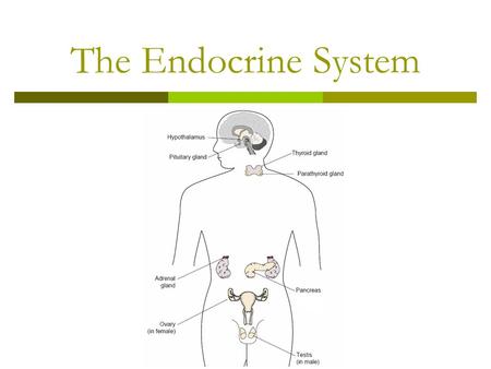 The Endocrine System. In this lesson:  You will learn about the endocrine system and how it works  You will have a chance to make your own model of.