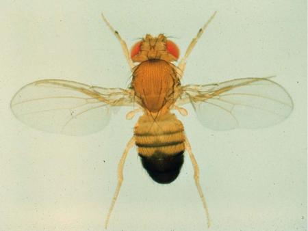 Drosophila melanogaster development How do Drosophila embryos develop? How can one use genetics to find genes that regulate embryo development?