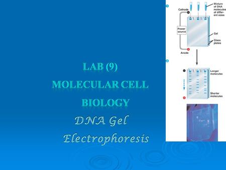 This procedure depends on : the nucleic acid charge and the used solution polarity. DNA molecules are negative (-) in charge. When DNA exposed to electrical.