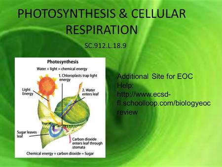 PHOTOSYNTHESIS & CELLULAR RESPIRATION