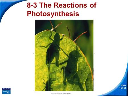 8-3 The Reactions of Photosynthesis